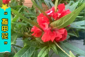 一种可以染指甲的花，竟然有治疗灰指甲的功效，你们那里叫什么？