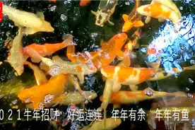 大年三十祝福语视频封面