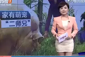 你们有见过1300斤重的大猪🐷吗？视频封面