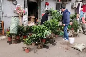 沈阳铁西区启工街十马路的一个花鸟鱼市场视频封面