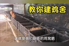 多年养殖经验告诉你，用水果筐搭鸡舍，便宜又好用视频封面