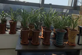 怎样的通风环境才是对兰花最有利的？兰友：以前理解错了视频封面