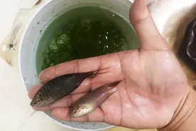 把斗鱼一公一母放桶里养，不到一星期，结果都是意料之外？视频封面