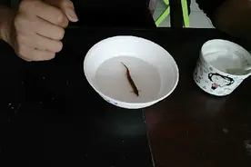 活泥鳅放在食盐里面，会出现什么情况