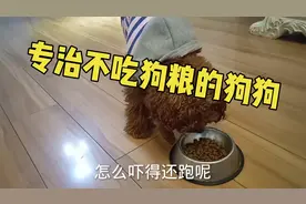 教你一招，专治宠物狗不吃狗粮的坏习惯！