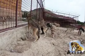 狼群开始集体排斥自家狼？小狼来看望， 狼群张嘴舔舌是啥意思？