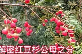 解说红豆杉公母之分，红豆杉到底多久结果子，小伙分享一下经验红视频封面