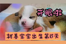 柯基宝宝出生第15天，慢慢开眼了，呆萌冒险模式上线