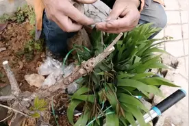 清明节之前，高手用这种方法嫁接桂花，想不活都难，赶紧收藏！视频封面