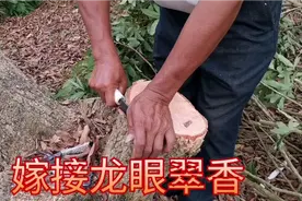 龙眼嫁接的操作过程，大枝切接，砧木为储良，可接亲和性好的翠香