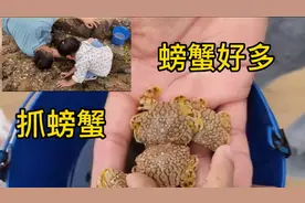 山东日照李家台赶海园，随手一扒，螃蟹真多！这种螃蟹你见过吗？