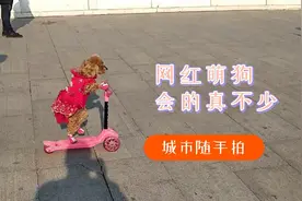 吉林这只萌狗有绝活，直立行走、玩滑板车，观众直呼太可爱视频封面