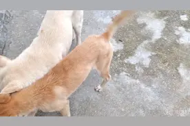 养狗也是有风险要安装个摄像头才放心