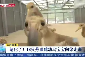 一夫一妻制的丹顶鹤，每年产卵仅1-2枚，鹤宝宝因此受到VIP待遇！