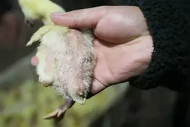 鹅苗刚回到家不吃食儿怎么办？原来方法那么简单，学到了视频封面