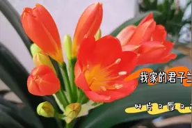 往盆里埋下这种东西，君子兰疯长年年开花，叶片又厚又亮绿油爆盆视频封面