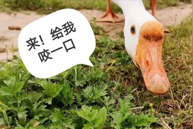 家禽小霸王成长记，农村大白鹅养3个月很壮，只吃草真好养视频封面