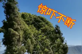 没想到四川会有这么大的风，竹子被吹得东倒西歪，每一秒都是惊吓视频封面