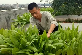 楼顶种菜；拔了一个多月的油麦菜越长越旺，不门也有好吃的菜视频封面