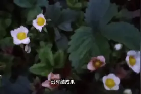 想要草莓苗变多，成活率高，教大家一招，这样做百分之98成活率视频封面