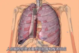 给大家说说肺的位置