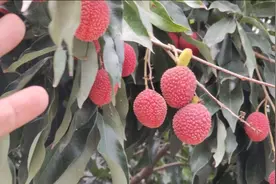 福州南通镇本地荔枝熟了，一路有人贩卖，果农今年会发财吗？视频封面