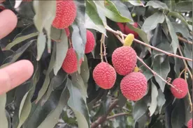 福州南通镇本地荔枝熟了，一路有人贩卖，果农今年会发财吗？视频封面