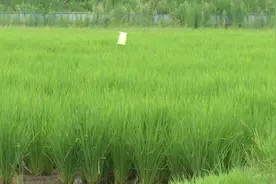 水稻田采用稻鱼稻鸭共生模式，生态循环种养，如何提质增效？视频封面