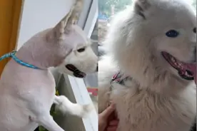 萨摩耶剃完毛后，真像一只羊……感觉变了条狗