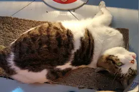 猫咪趴着屁股撅着对主人一个劲叫，这是怎么了？说的啥？看着好逗视频封面