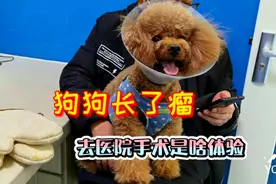 狗狗长了瘤，去医院做手术是啥体验？得花多少钱视频封面