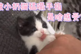 被小奶猫猛嘬手指是什么感觉？视频封面