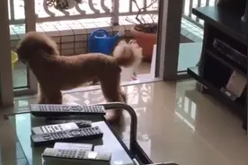这小狗成精了，学救护车叫👍👍