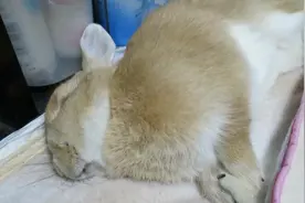 肥兔子睡觉做噩梦，鼾声不断，要不要叫醒它？视频封面