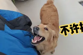 金毛有多护主？打它主人衣服都不可以，凶得很呢！