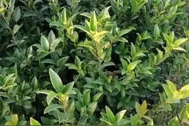 两年高产嫁接油茶苗杯苗，大量销售中，有需要油茶苗的客户朋友们视频封面