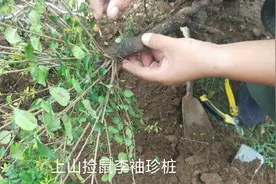 挖袖珍桩，鼠李(北方黄花梨，麻梨疙瘩）视频封面