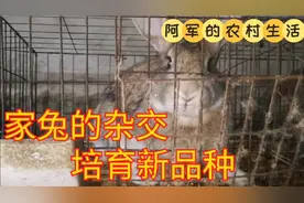 粉丝朋友问兔子的杂交，那么兔子该如何杂交改良？看看这样行吗视频封面