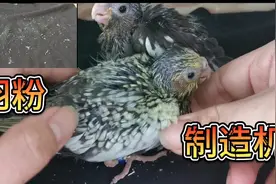 玄凤鹦鹉的羽粉有多严重？洁癖症患者慎入！