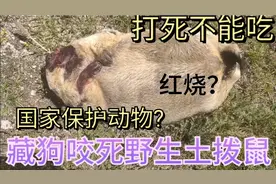 藏民送来野生旱獭，是清蒸好还是红烧好？视频封面