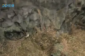 猴子被压山上，生日当天师傅隐瞒身份送面，满满的爱视频封面
