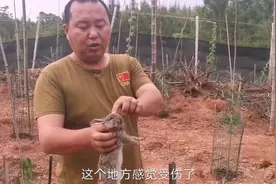 花巨资做的基地，面对小兔子天天被黄鼠狼咬伤死亡，我能怎么办？视频封面