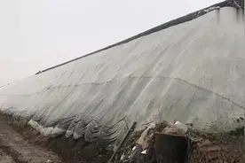 跨度15米的大棚种植蔬菜该怎么建造，这家农户这样做非常好视频封面