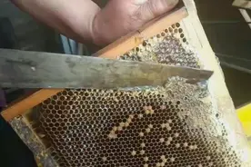 家里摇蜂蜜，一起看看怎样提取新鲜蜂蜜视频封面