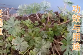 老鹳草全身都是宝，农民视为野草，一起了解功效与用途视频封面