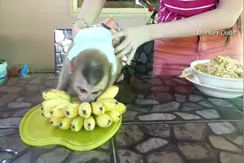泰国美女与宠物猴子dodo共餐，全程调皮捣蛋像个小孩视频封面
