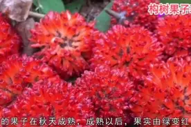 构树的果子又叫构桃，它的功效你知道吗？视频封面