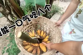 四川也能种香蕉！砍下就被贪吃老婆连剥4个，边吃边说太甜了。视频封面