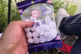 鱼窝里扔一包“樟脑丸”会怎样？会不会驱鱼，看看结果就知道。视频封面