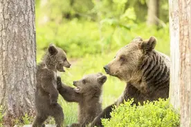 外国夫妻饲养棕熊，乖巧呆萌惹人喜爱，邻居：这还是雄吗